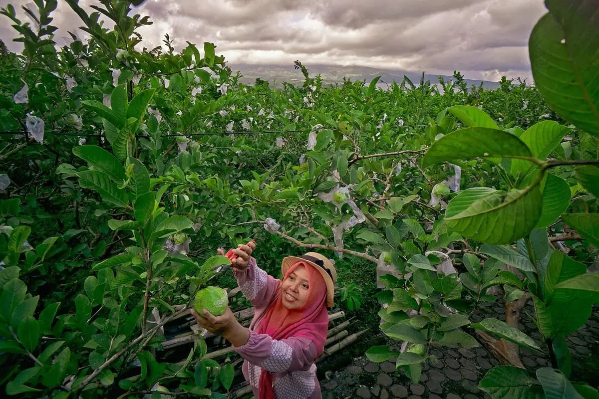 Panduan Wisata Agrowisata Petik Buah: Tips Liburan Keluarga